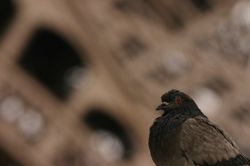 A proud pigeon