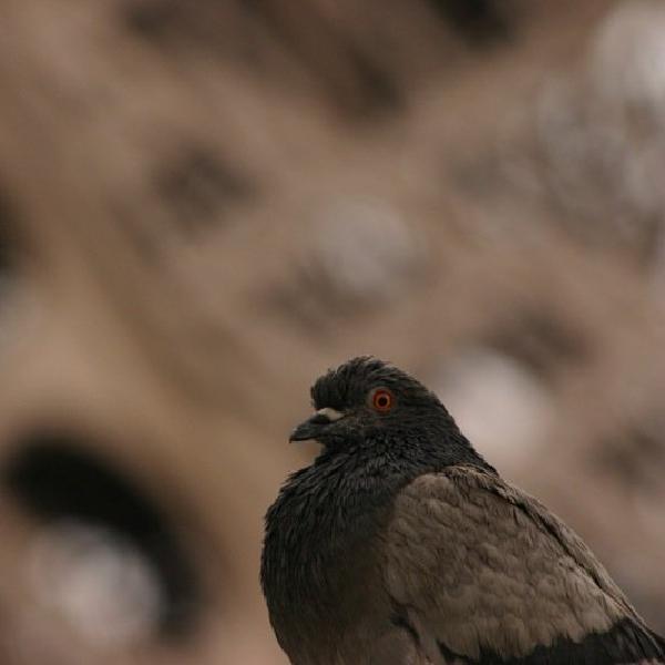 A proud pigeon