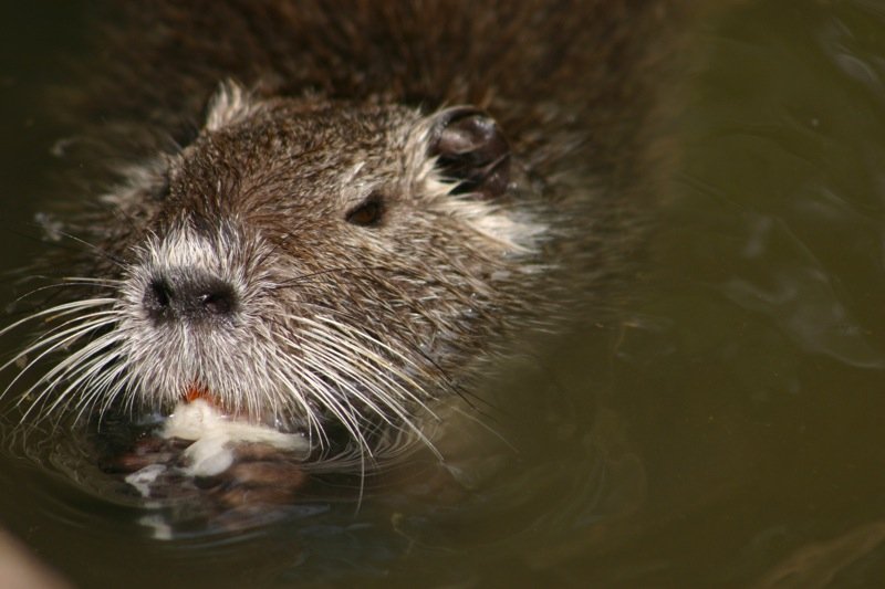Ahh, that's the life - eating in the pool