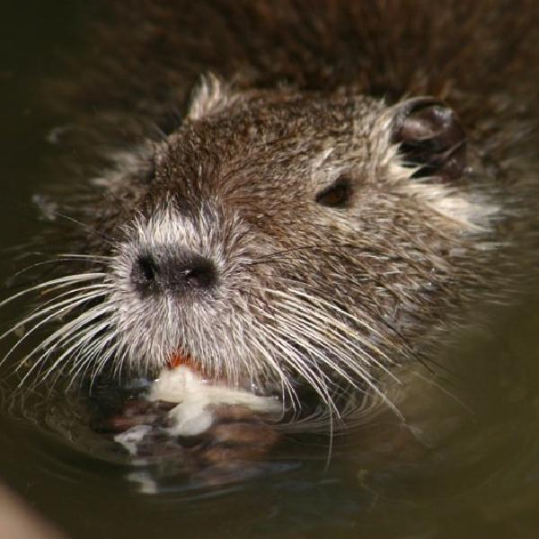 Ahh, that's the life - eating in the pool