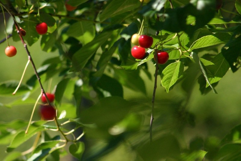Cherries