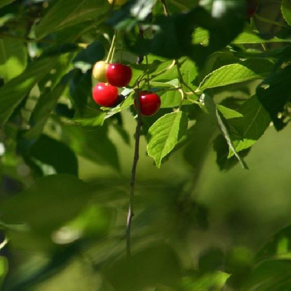 Cherries