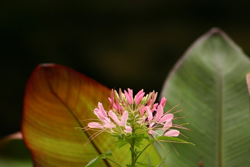 Delicate