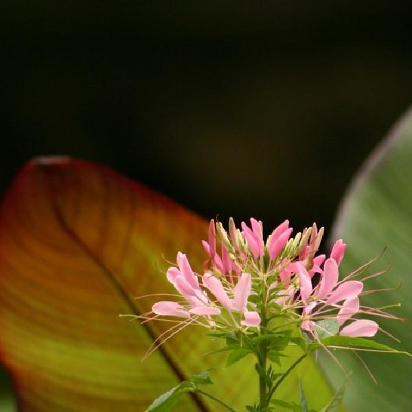 Delicate