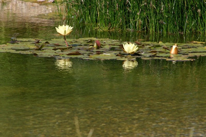Lillies