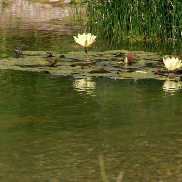 Lillies