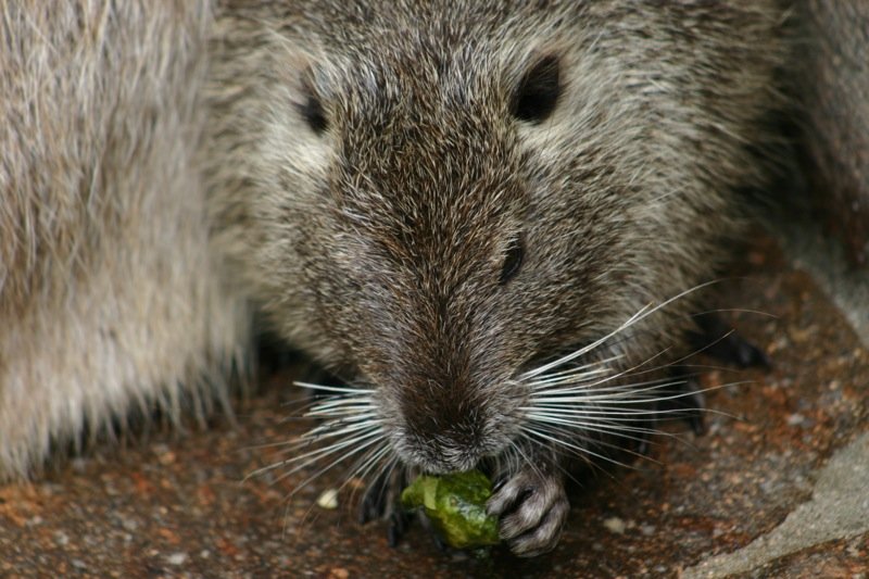 Nibble nibble