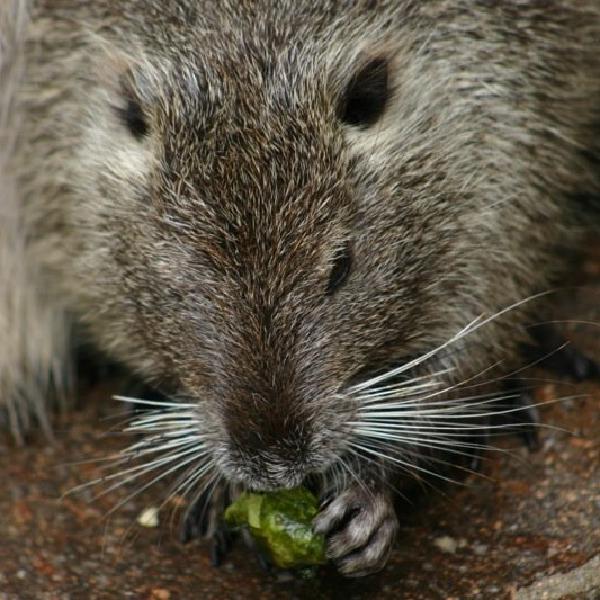 Nibble nibble