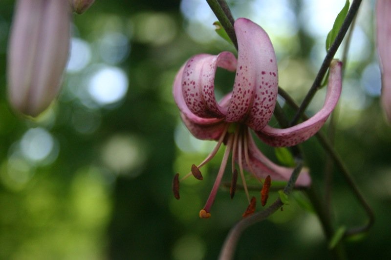 Pink flower