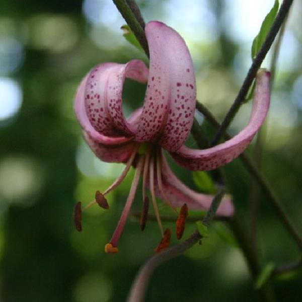 Pink flower