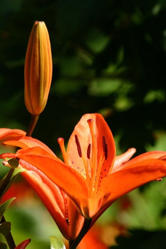 Ready to open