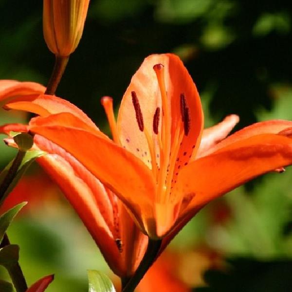 Ready to open