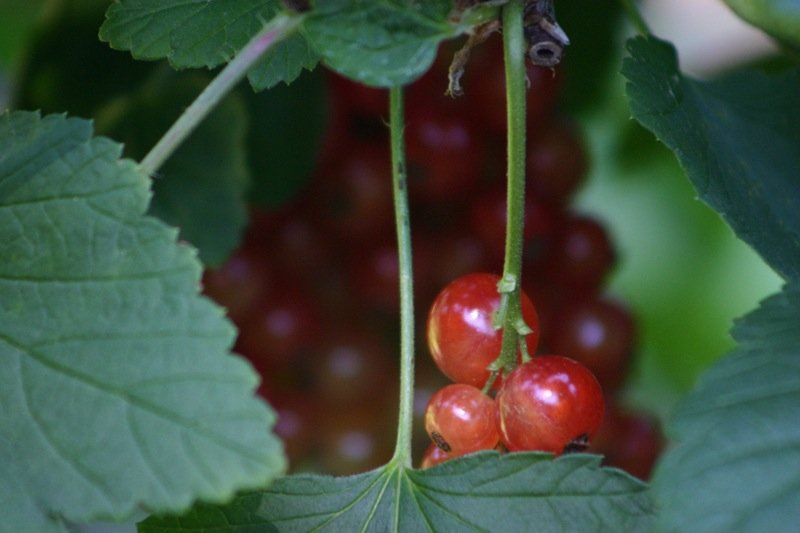 Red berries