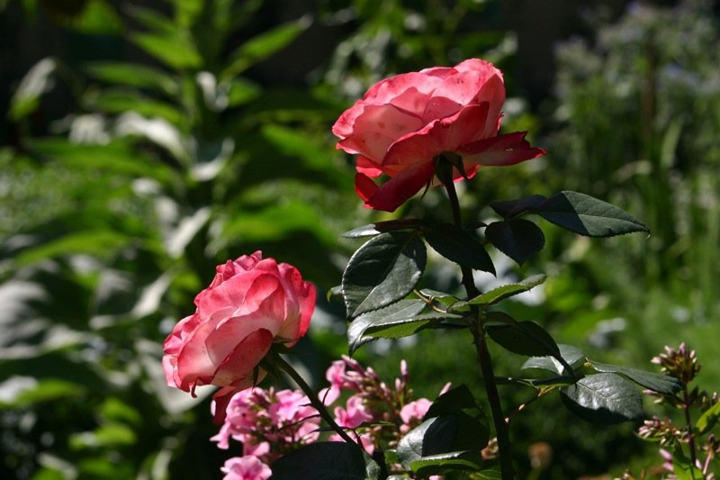 Roses