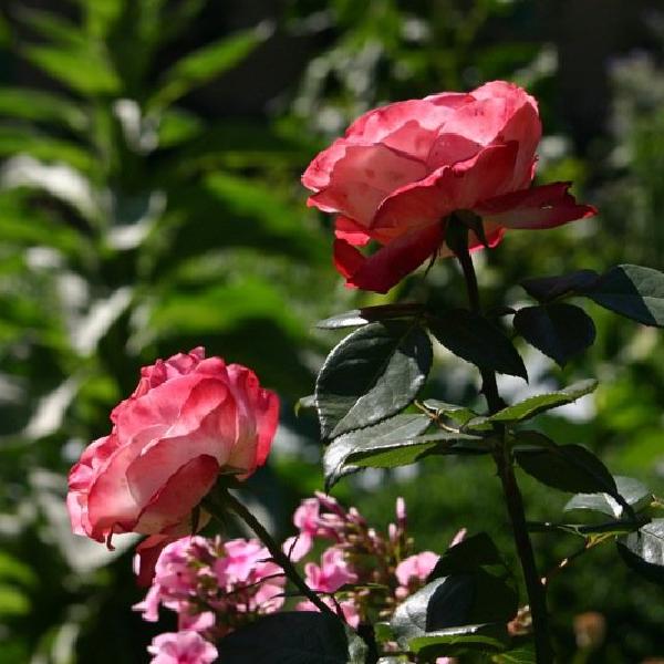 Roses