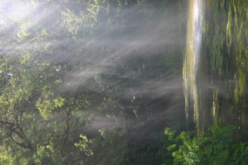 Tropical rain forest?