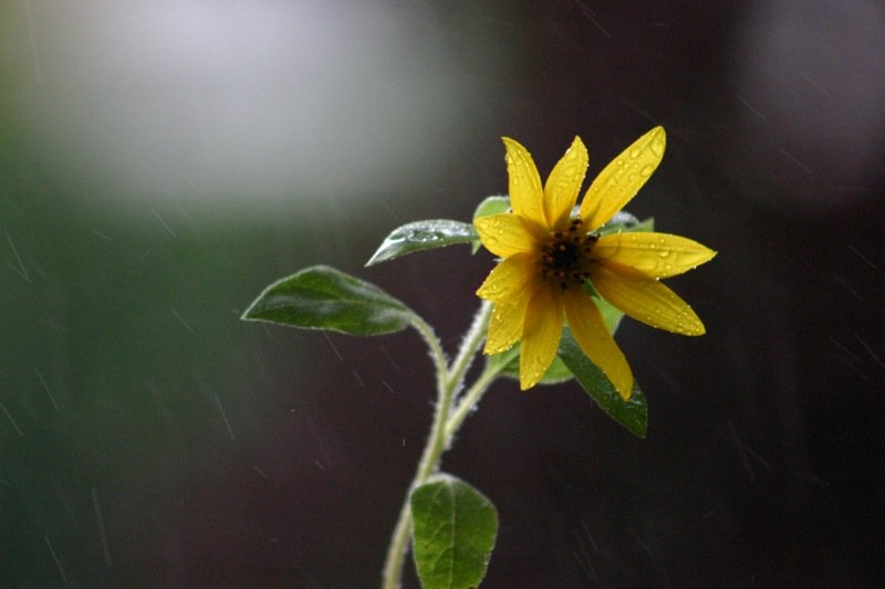 Weathering the storm