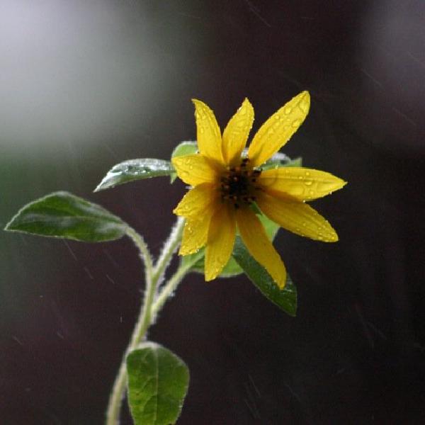 Weathering the storm
