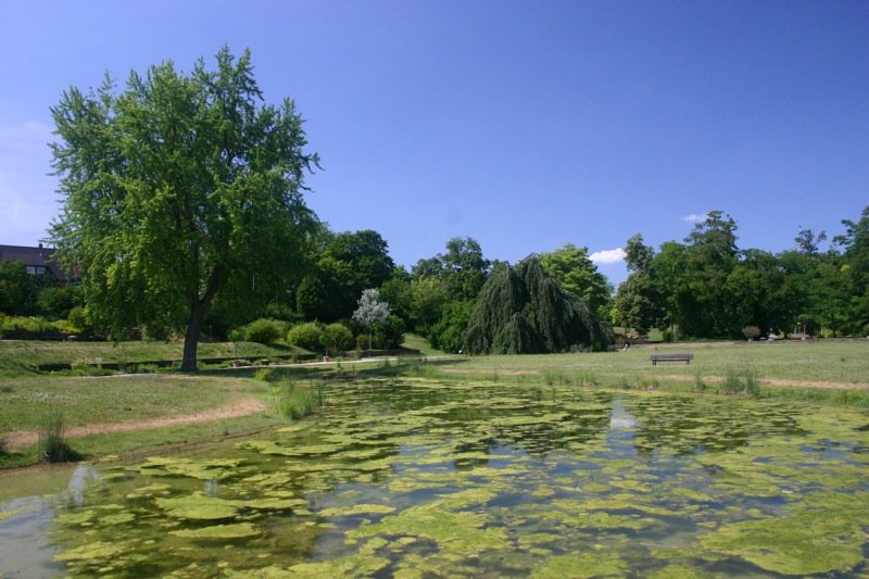 Weeds in the water