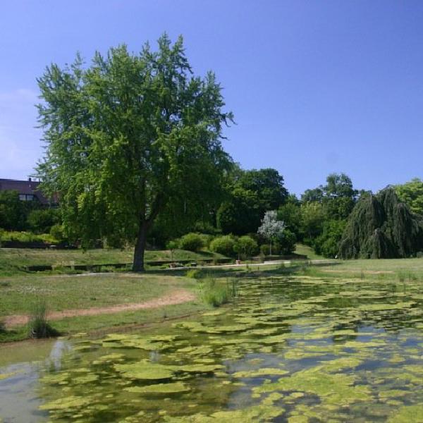 Weeds in the water