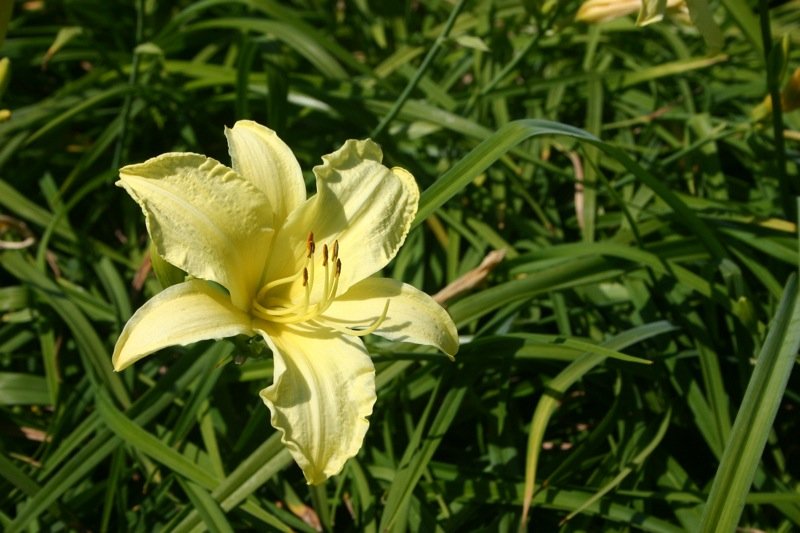 Yellow and green