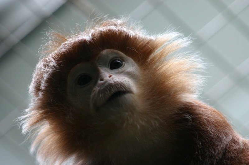 Ginger monkey