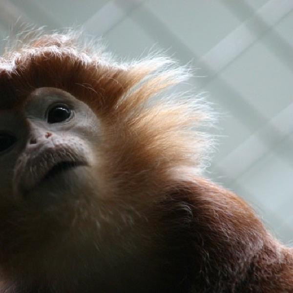 Ginger monkey