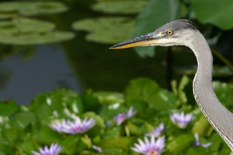 Heron
