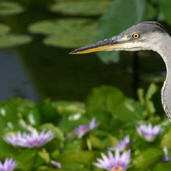 Heron