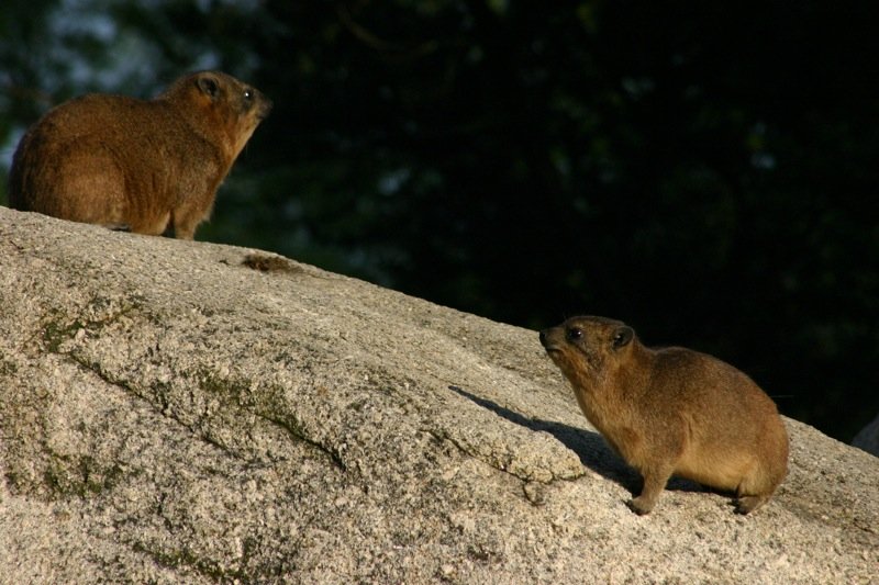 Little critters