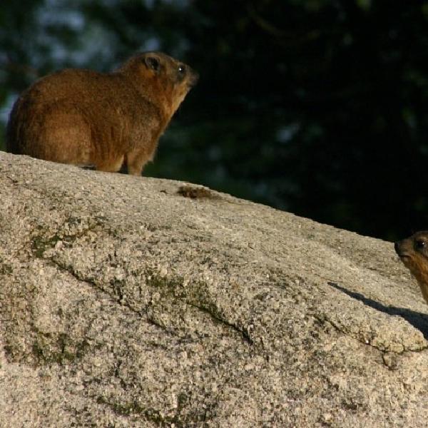 Little critters