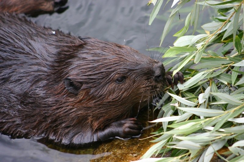 Otter eating