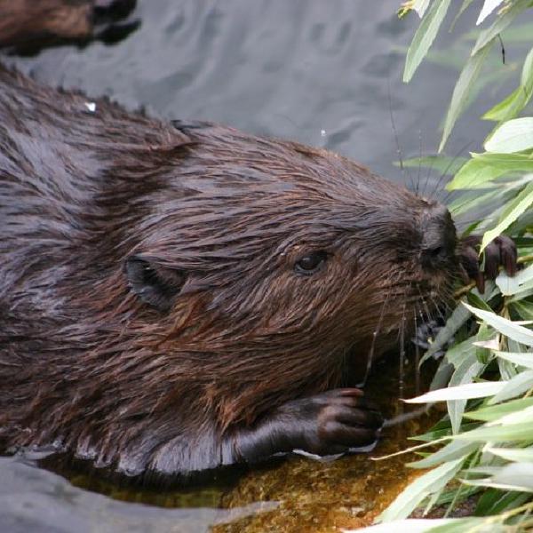 Otter eating