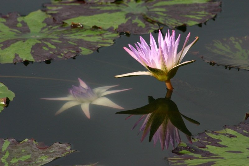 Pink lily