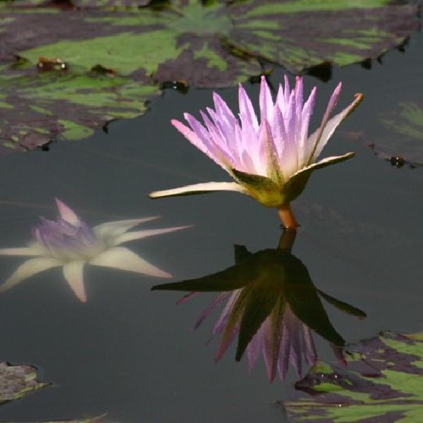 Pink lily