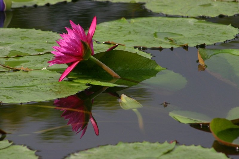 Pink reflection