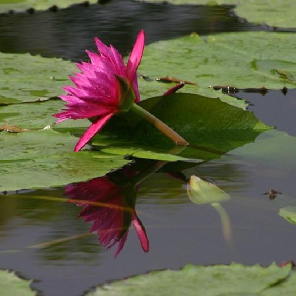 Pink reflection