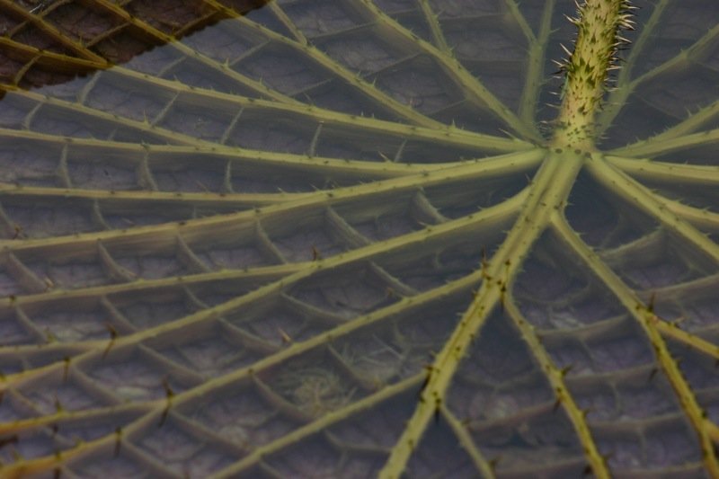 Prickly pad