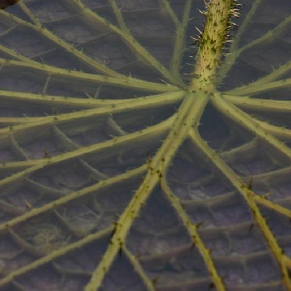 Prickly pad
