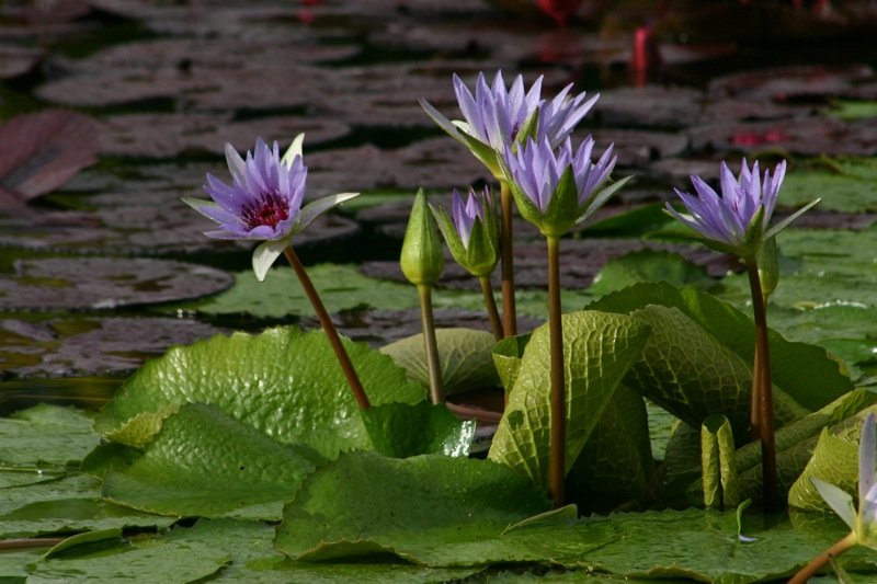 Purple flowers