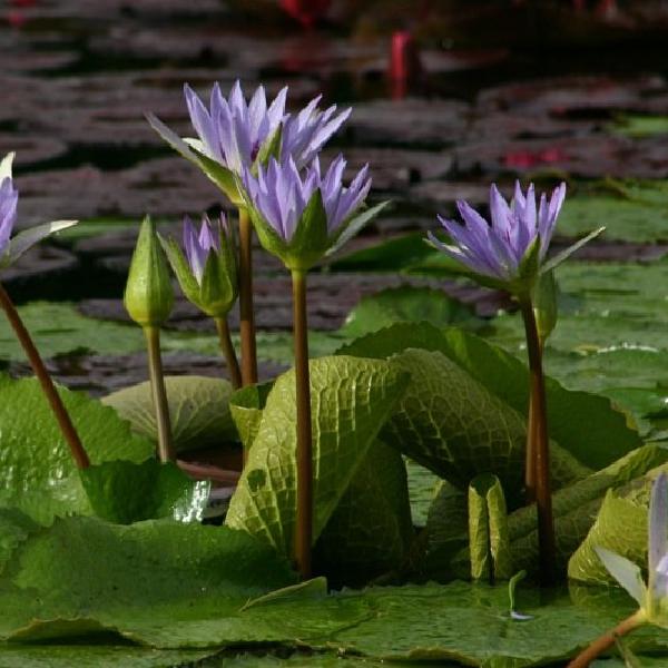 Purple flowers