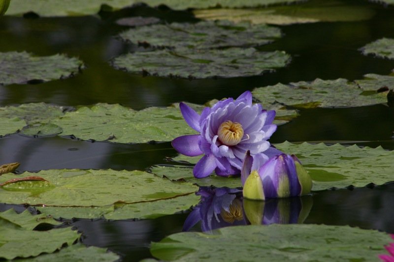 Purple lily