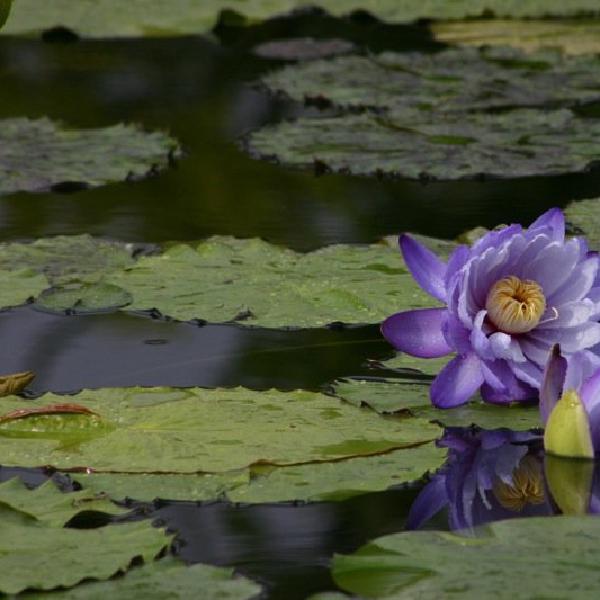 Purple lily