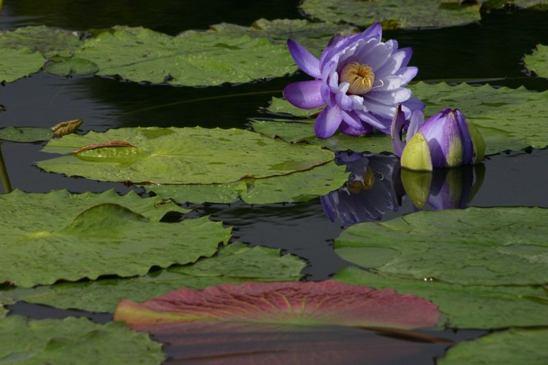 Purple lily