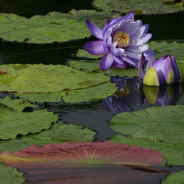 Purple lily