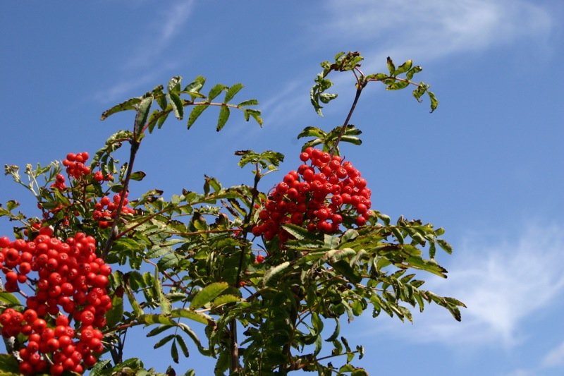 Red berries