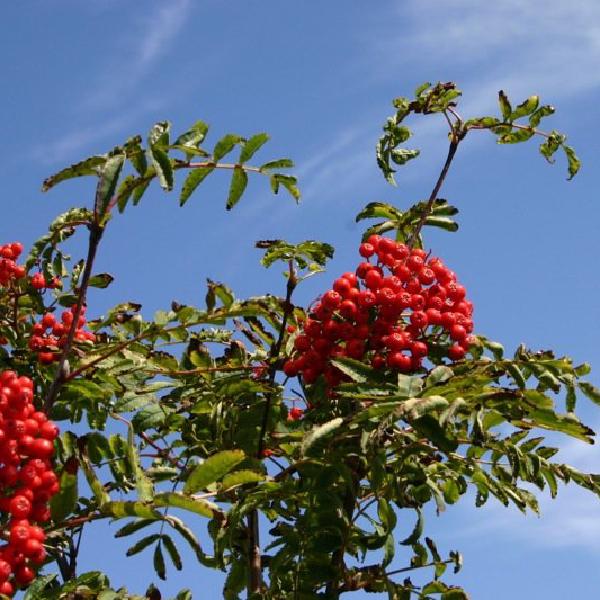 Red berries