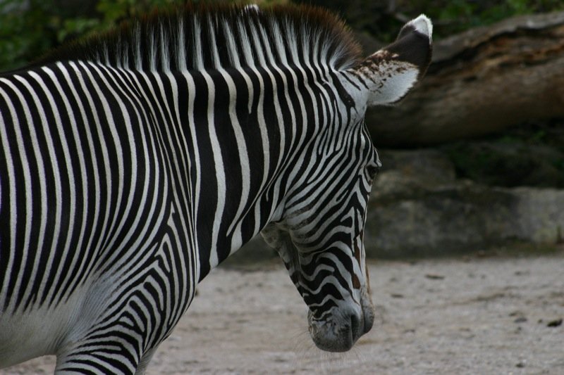 Stripey