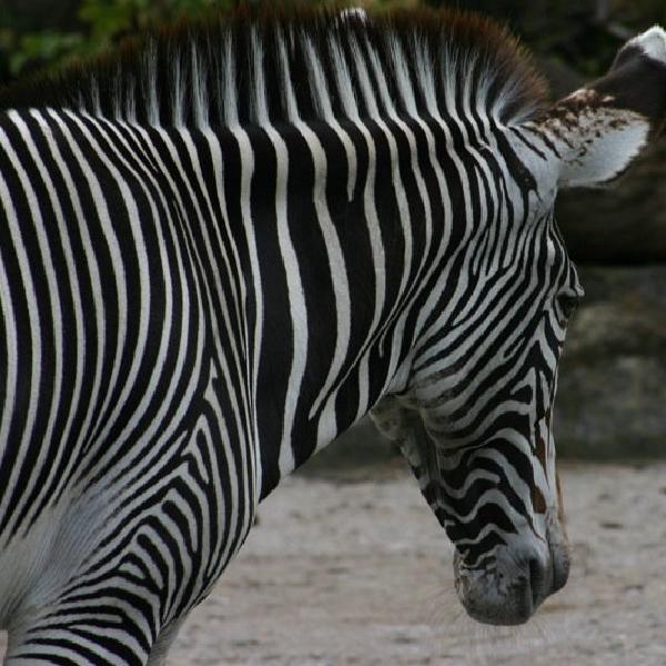 Stripey