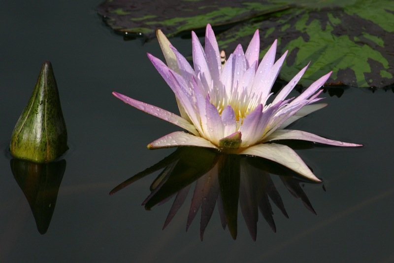 Waiting to flower